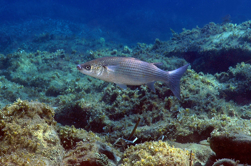 Chelon labrosus da l''Asinara